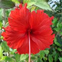Hibiscus fleur